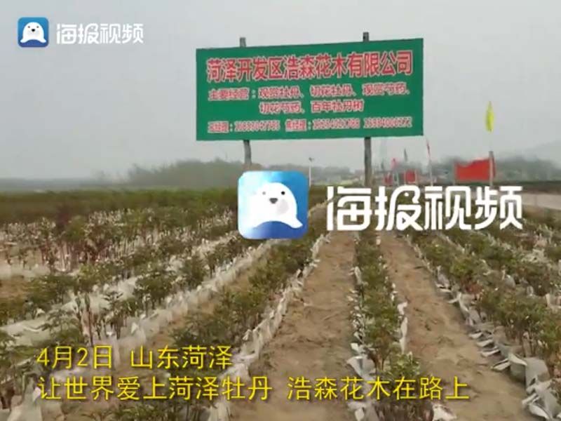 市牡丹產(chǎn)業(yè)中心、市宣傳部的領(lǐng)導(dǎo)及各大媒體來(lái)公司基地考察指導(dǎo)工作